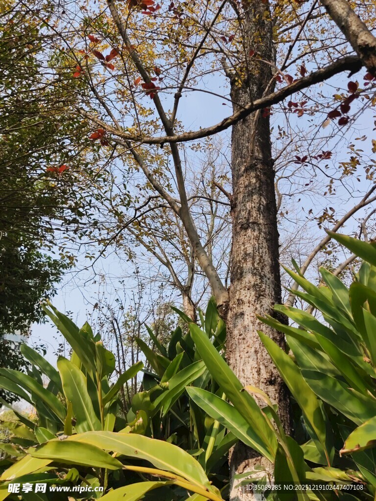 林间树木与翠绿植物