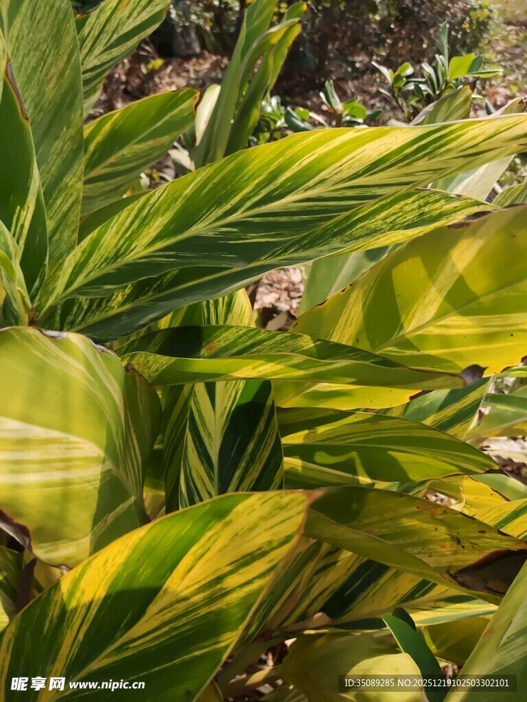 黄绿相间的斑斓植物叶片
