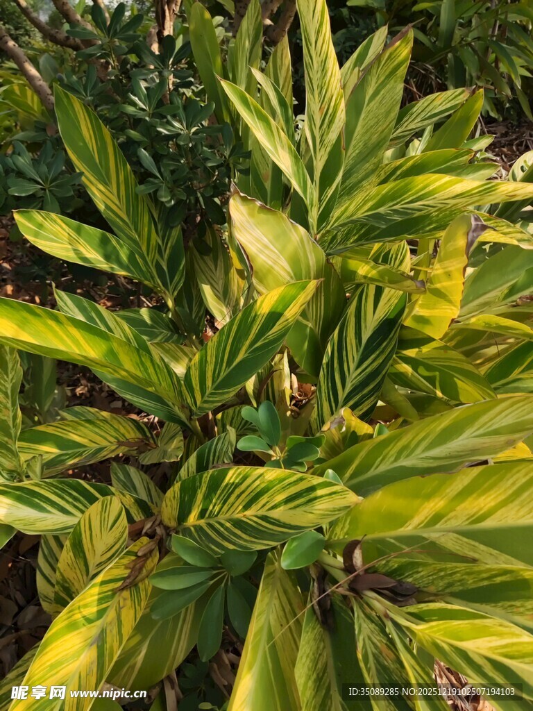 黄绿相间的斑斓植物叶片