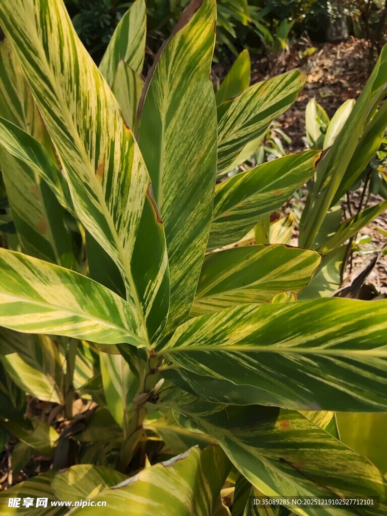 斑斓条纹绿植特写
