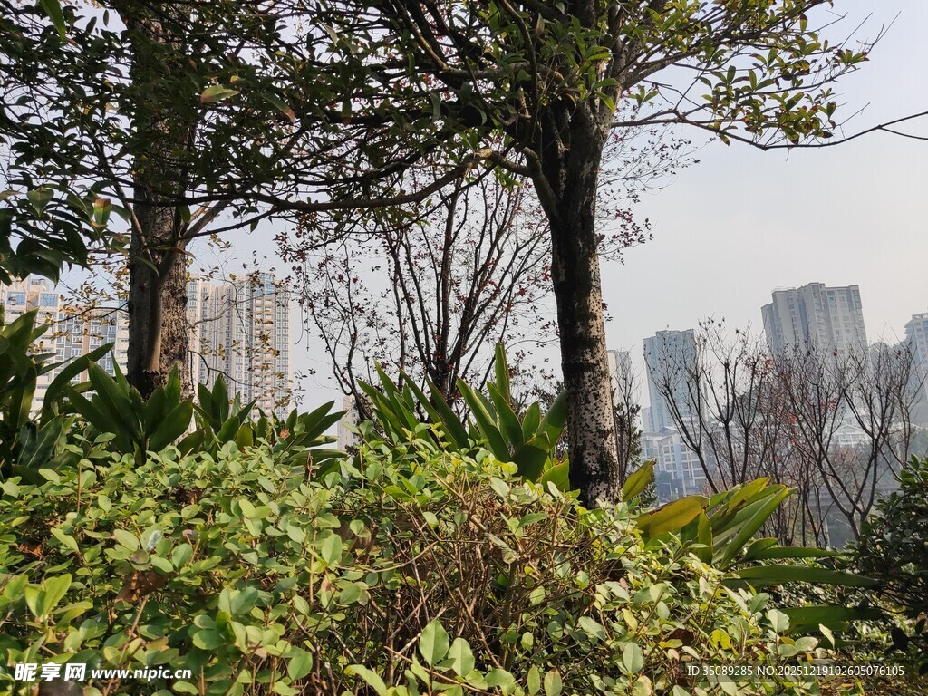 城市绿植与远处高楼景观