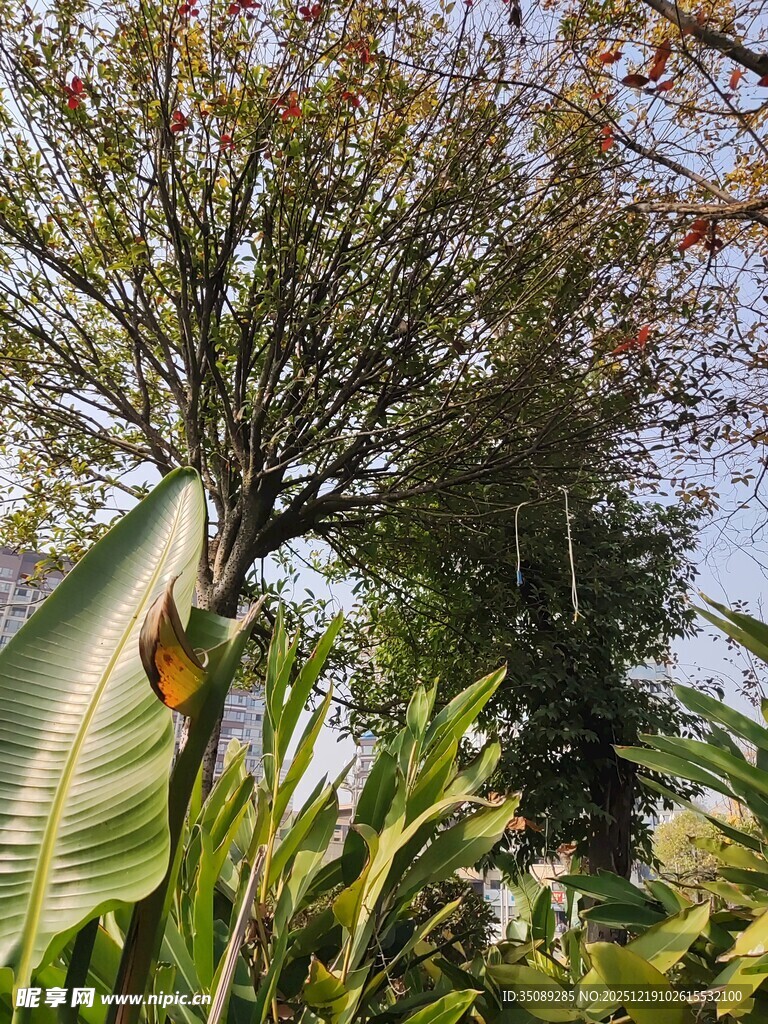 繁茂绿植与树木景观