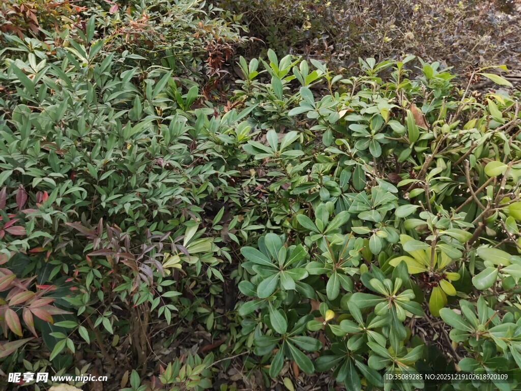 野外繁茂的绿色植物群落