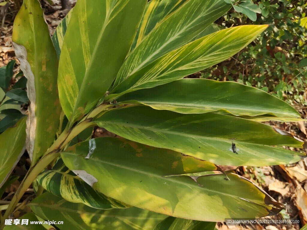 翠绿斑斓的植物叶片