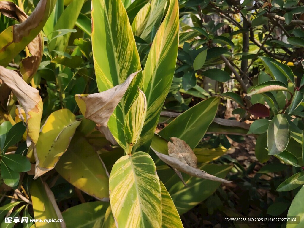 黄绿相间的植物叶片特写