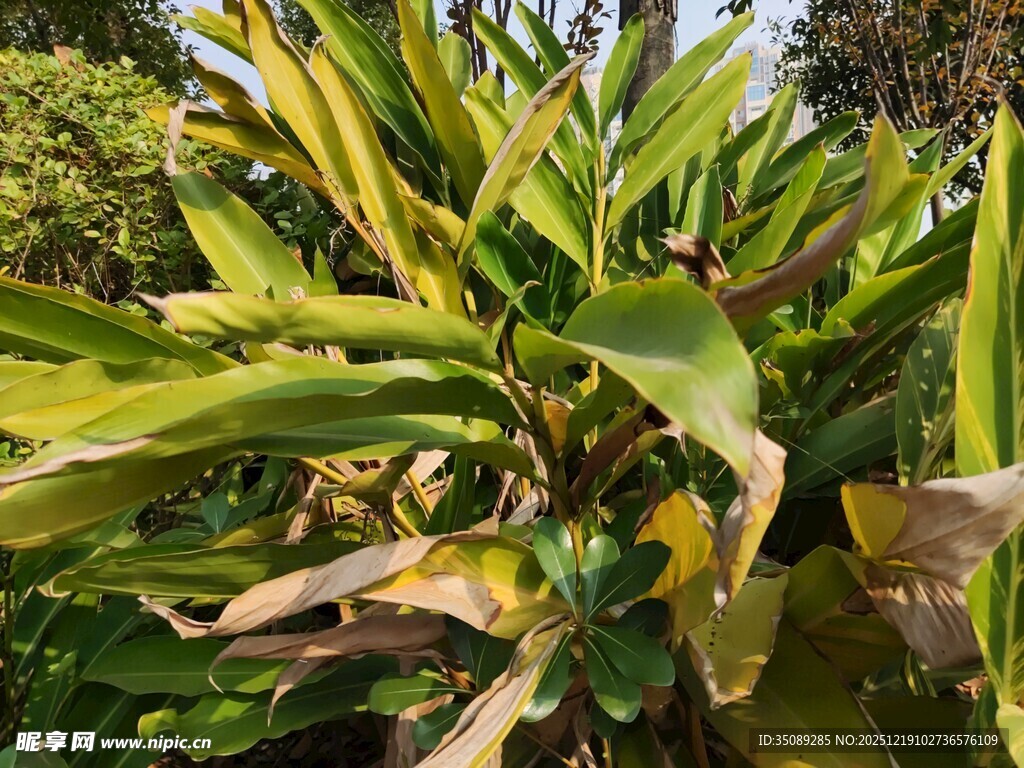 黄绿相间的植物叶片特写