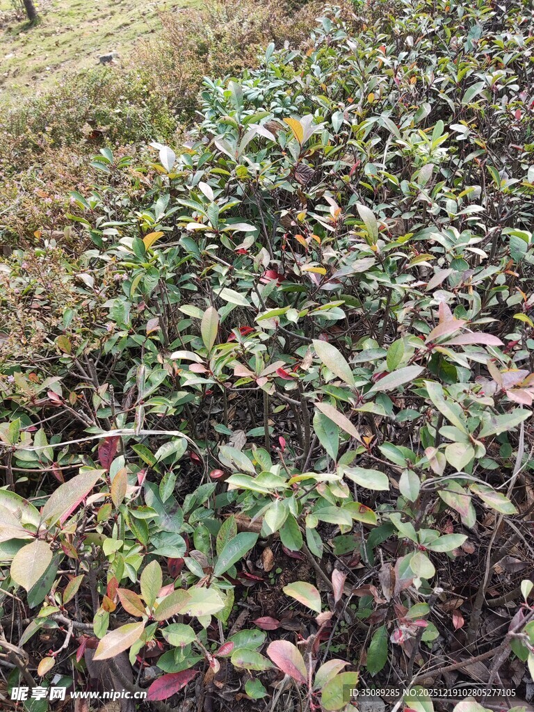 秋日多彩植物景观