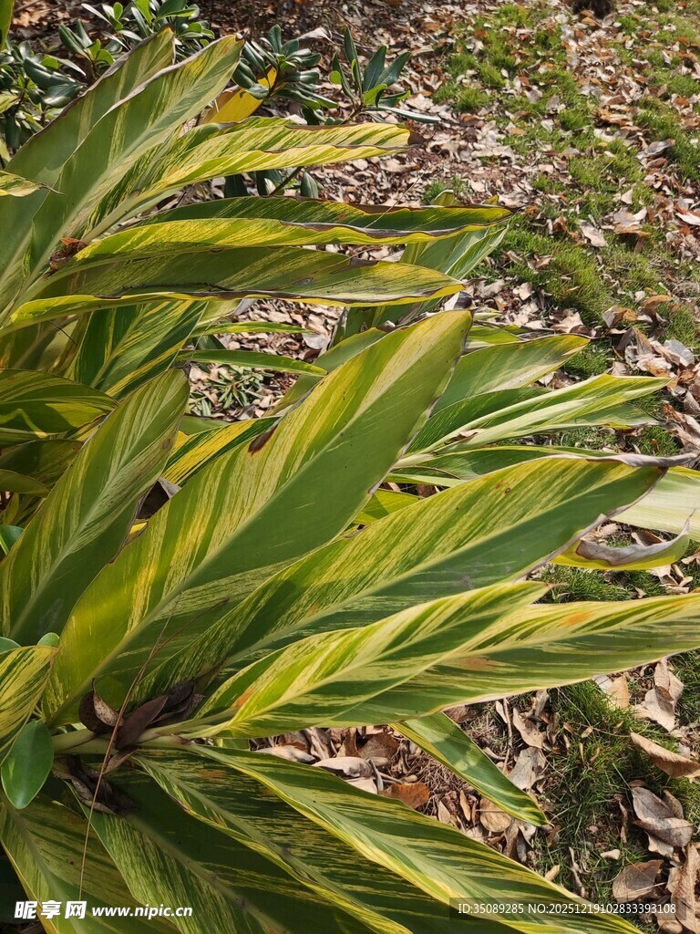 黄绿相间的斑斓植物叶片