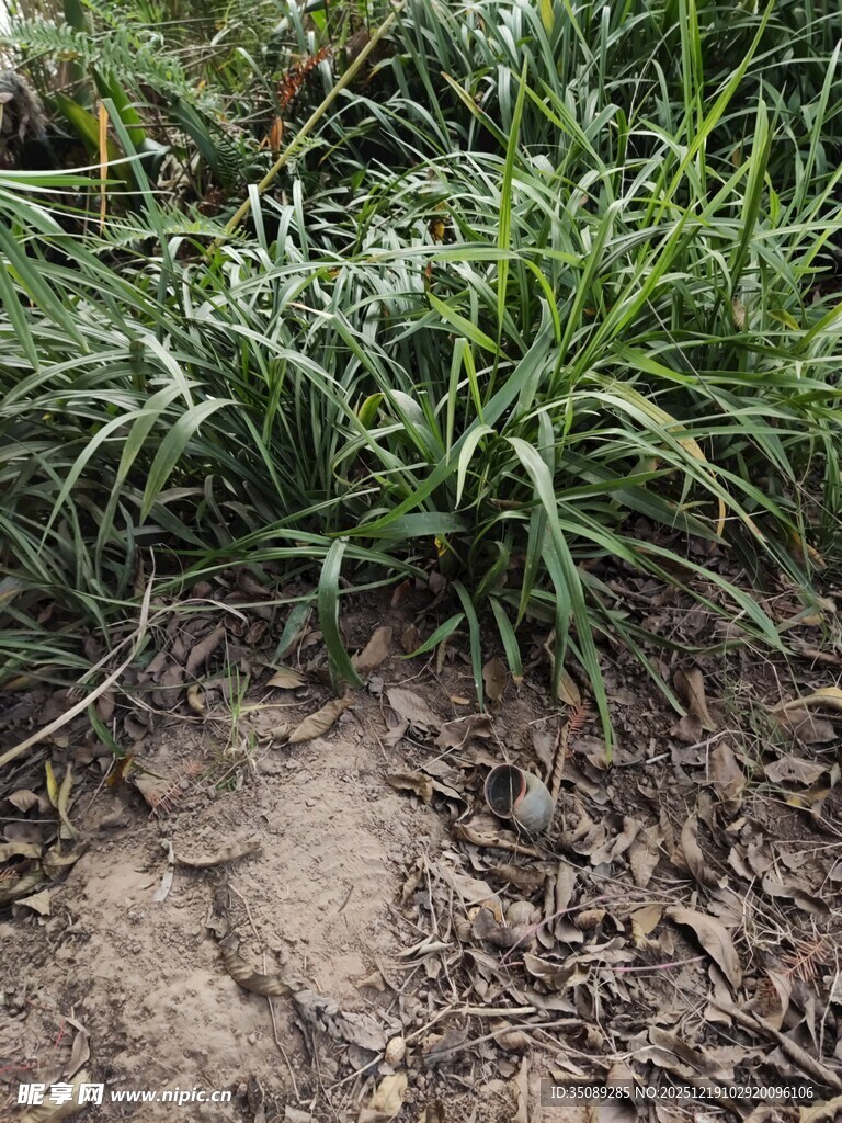 地面生长的绿色小草