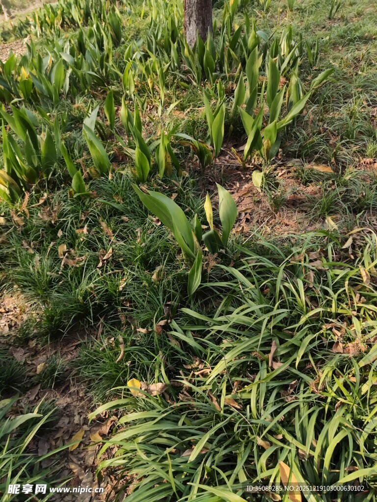 地面上的绿色植物