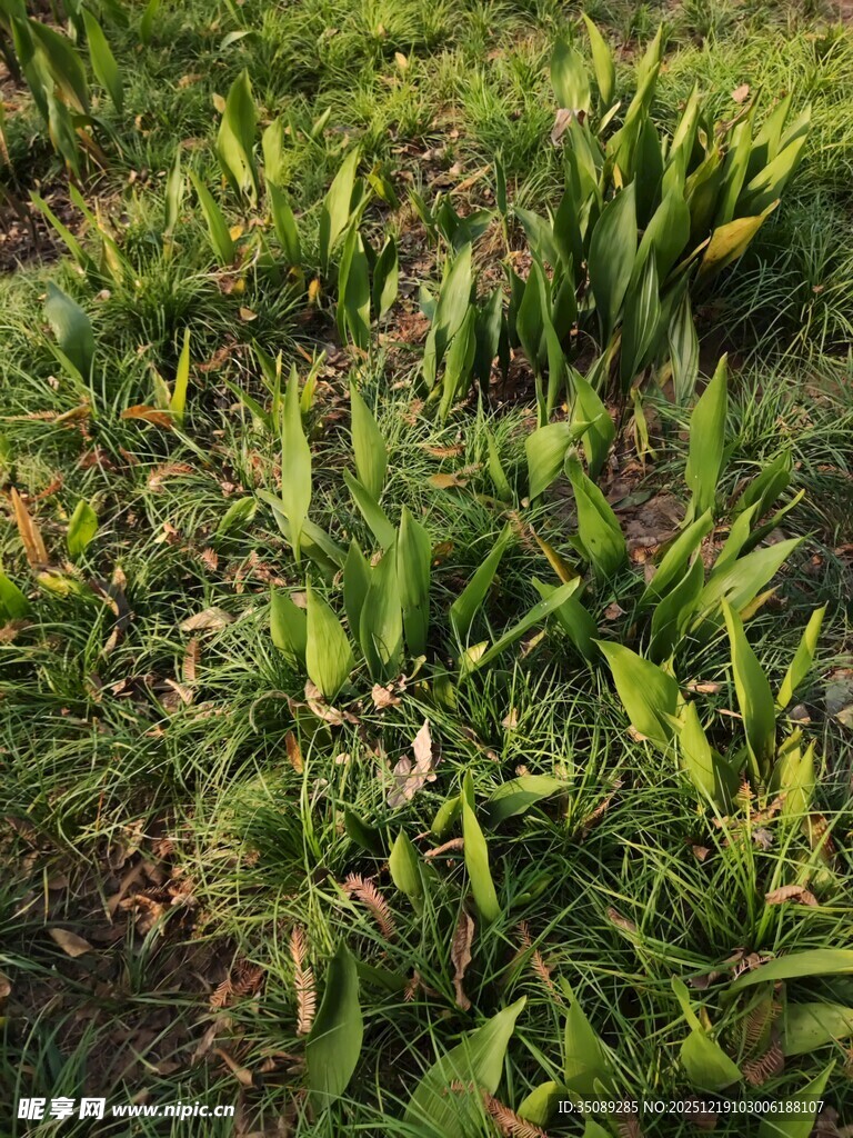 翠绿茂盛的植物景观