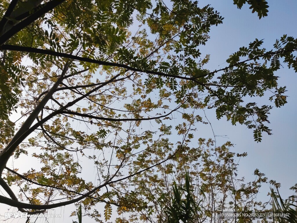 秋日树梢蓝天映衬绿意