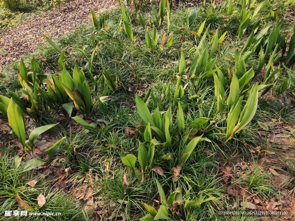田间嫩绿玉米苗生长景象