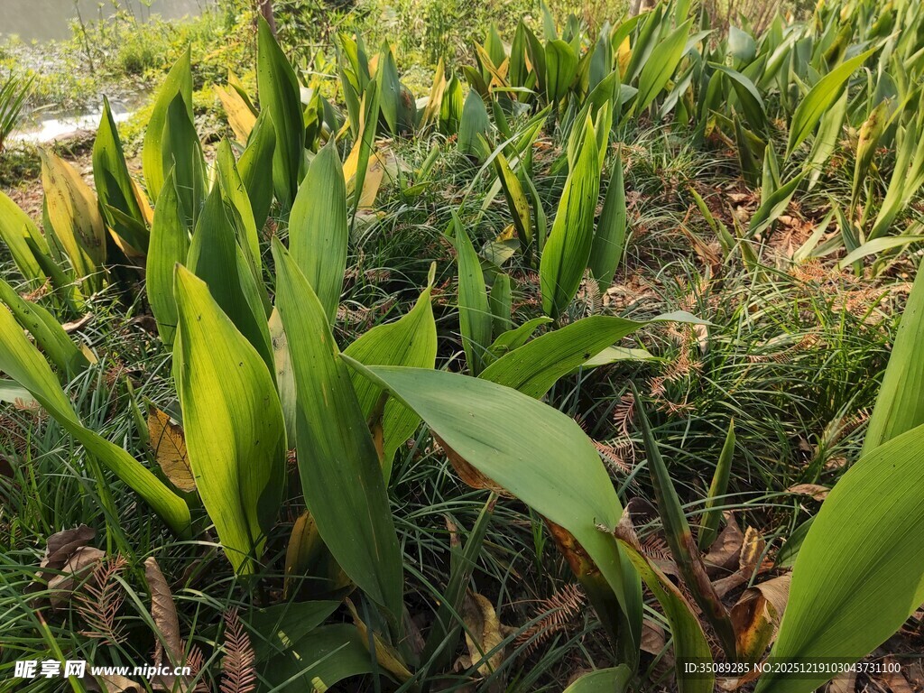 嫩绿葱郁的田间植物