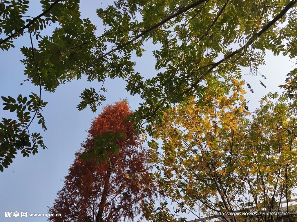 秋日多彩树梢美景