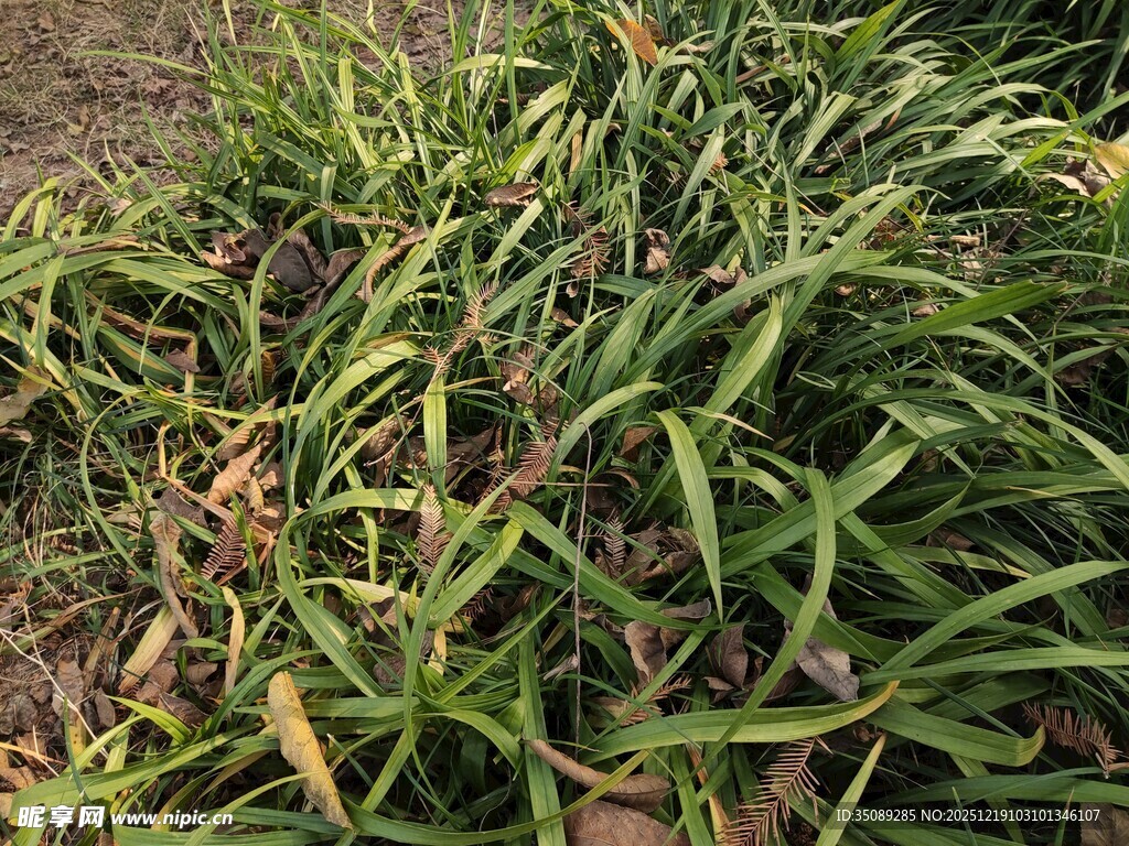 地面上的绿色杂草