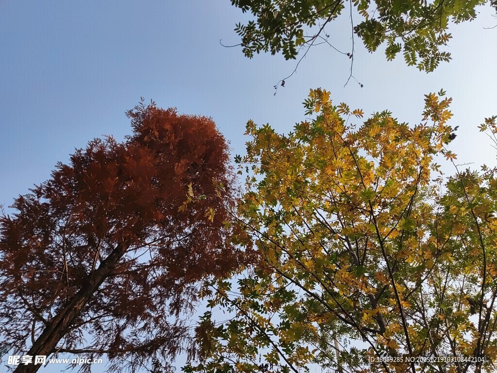 秋日多彩树木仰望视角