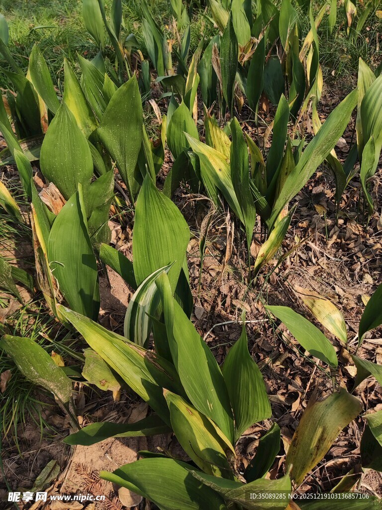 田间翠绿的美人蕉植株
