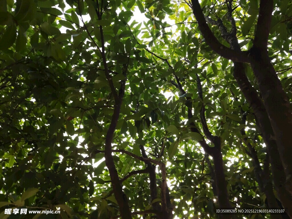 茂密树林间的斑驳光影