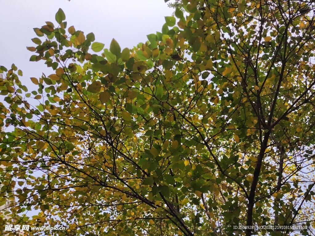 秋日树梢的斑斓绿叶