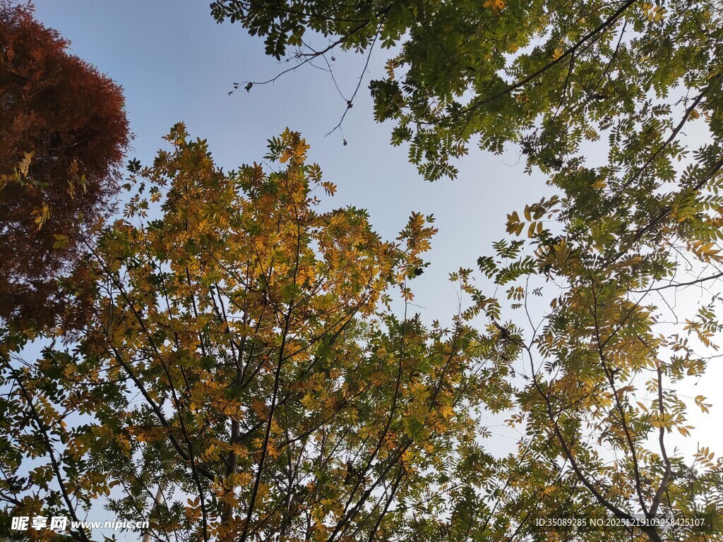 秋日树梢斑斓树叶映蓝天