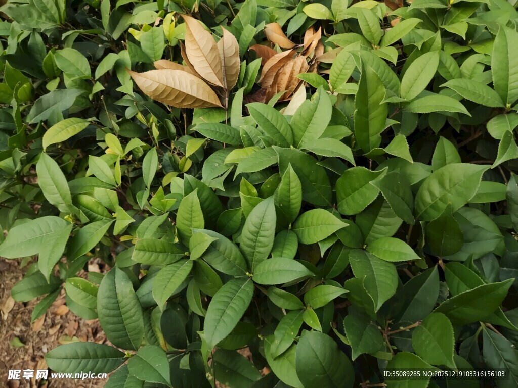 绿叶丛中的棕褐色花苞