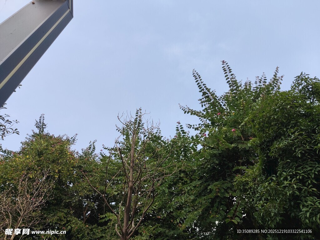 高耸建筑旁的葱郁树木