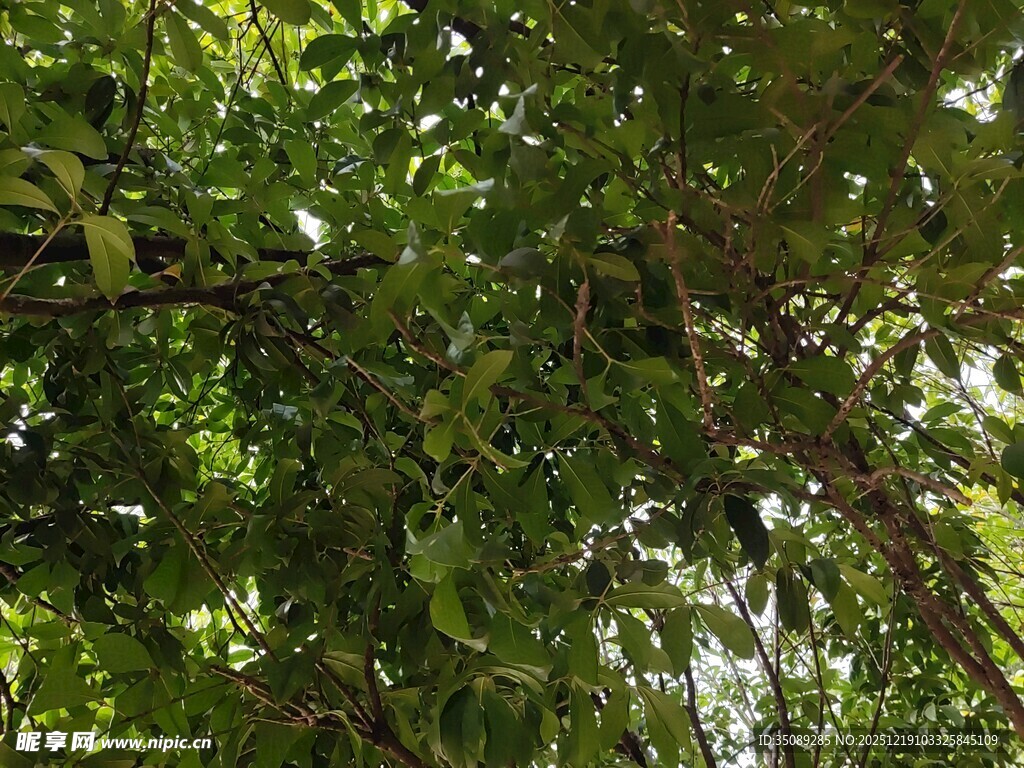 茂密绿荫下的繁茂枝叶