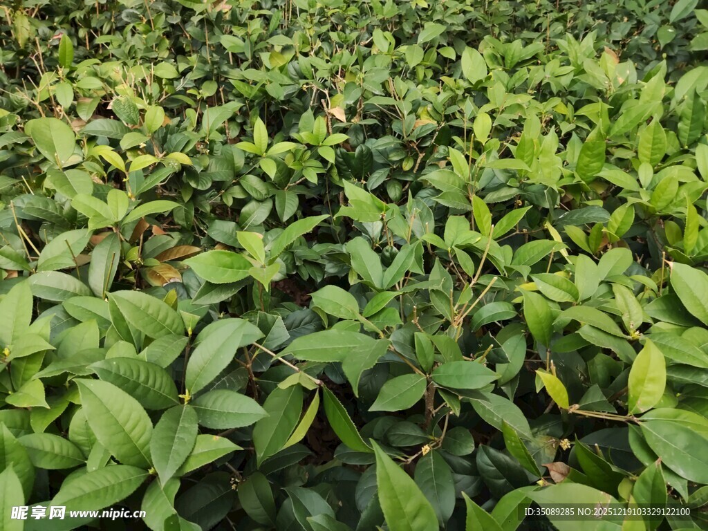 茶园绿意盎然的景象