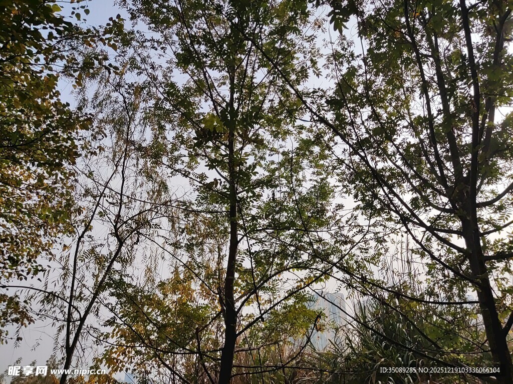 秋日树林中的斑驳光影