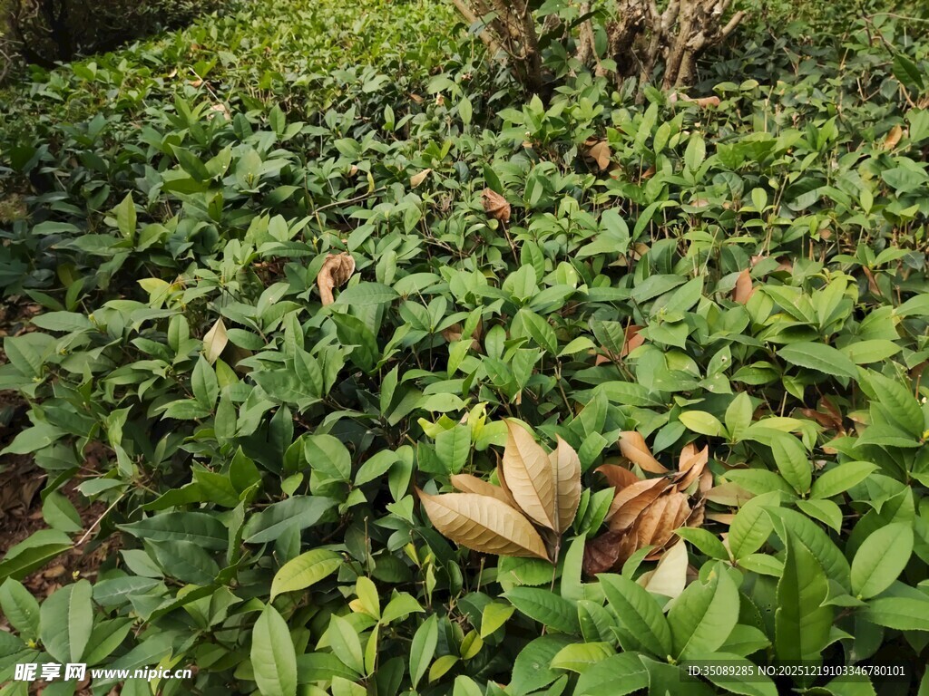 绿叶丛中的棕褐色果实