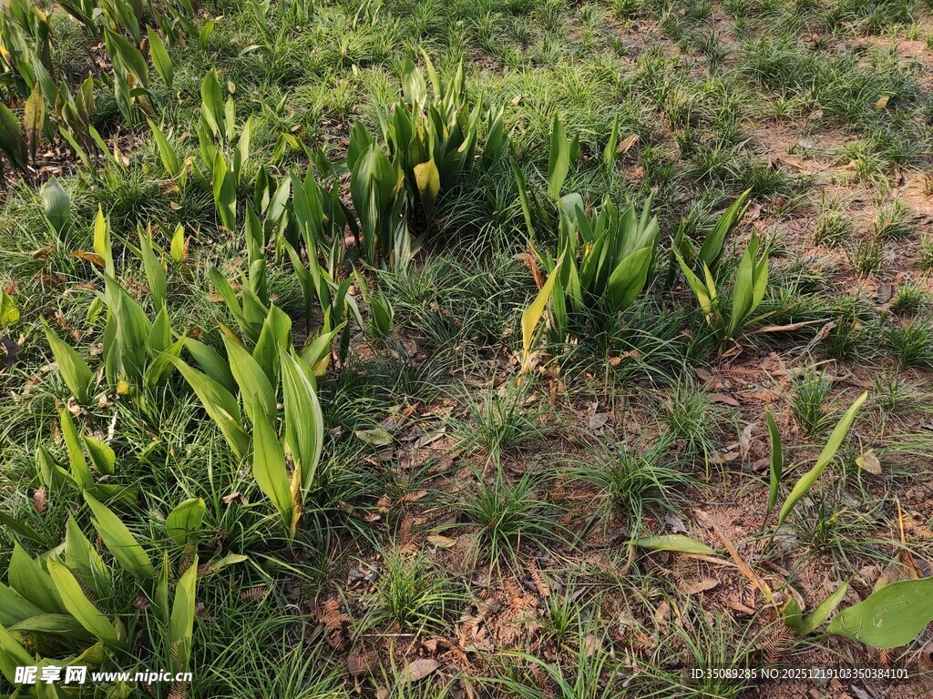 野外生长的绿色植物群落