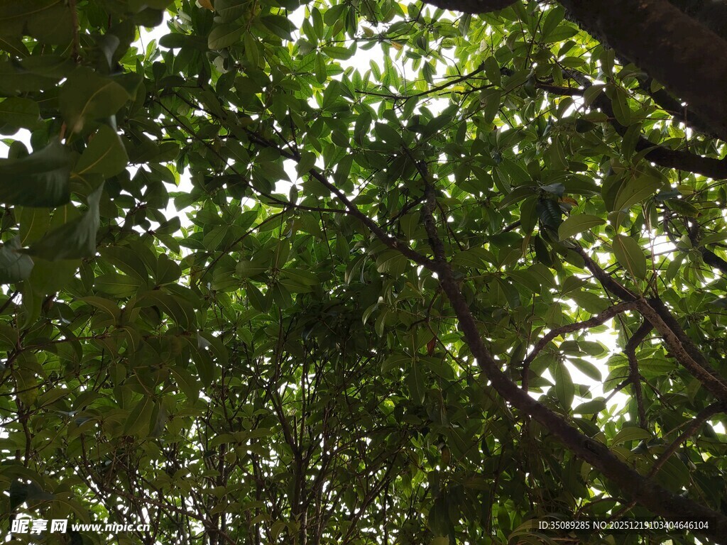 茂密绿荫下的繁茂枝叶