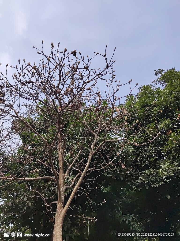 光秃树木与繁茂绿树对比