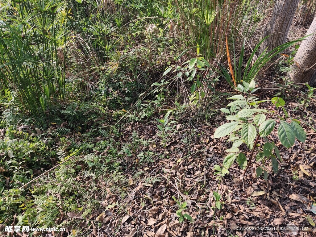 林间地面的多样植物景观