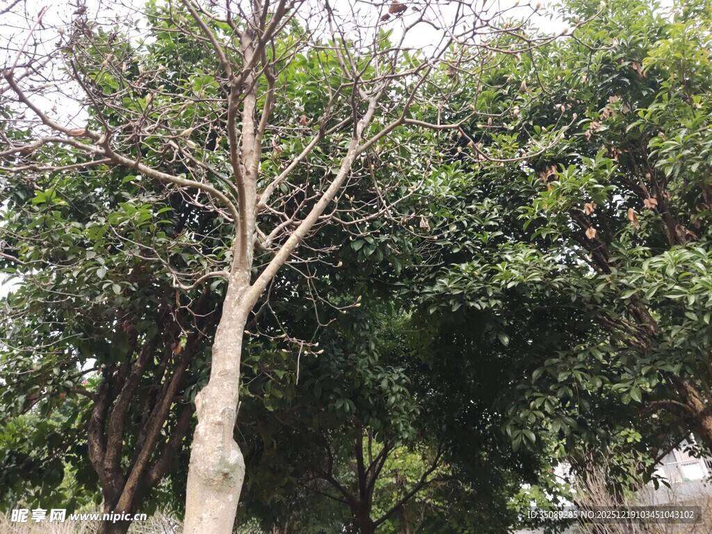 枯树与繁茂绿树对比景象