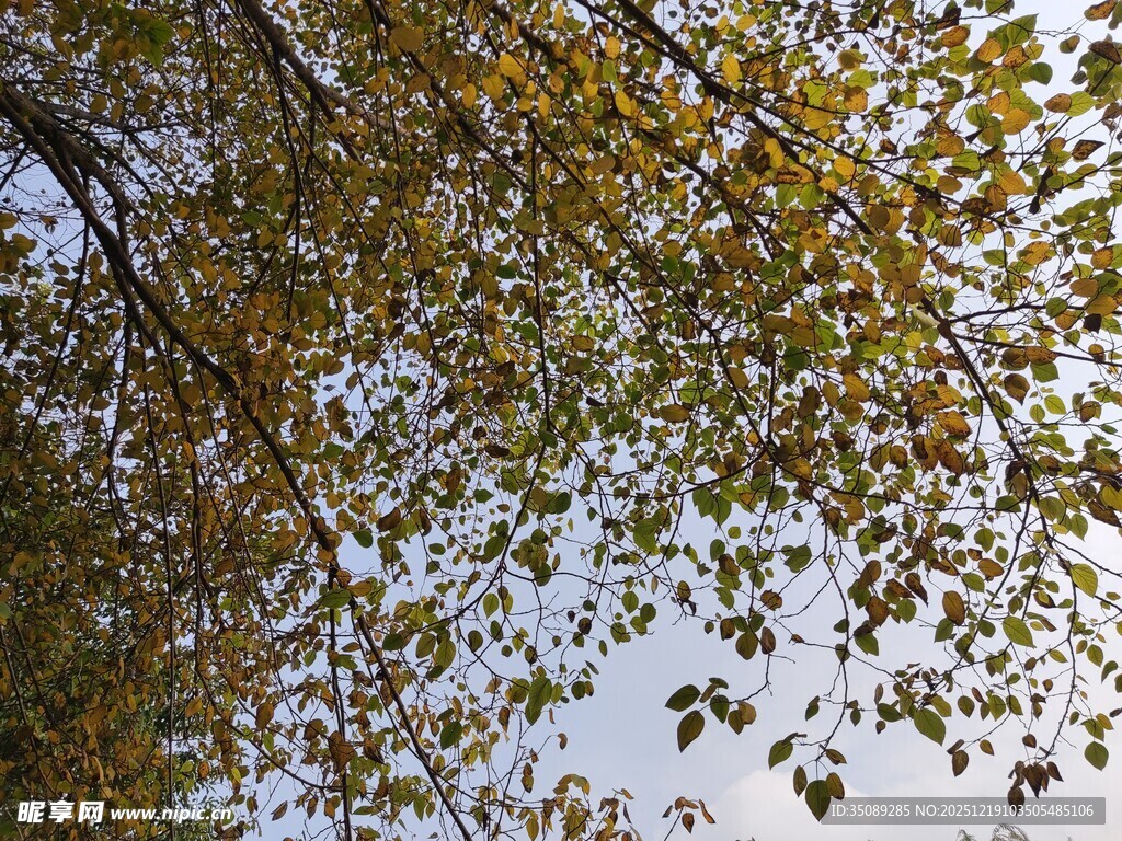 秋日树枝与斑驳黄叶