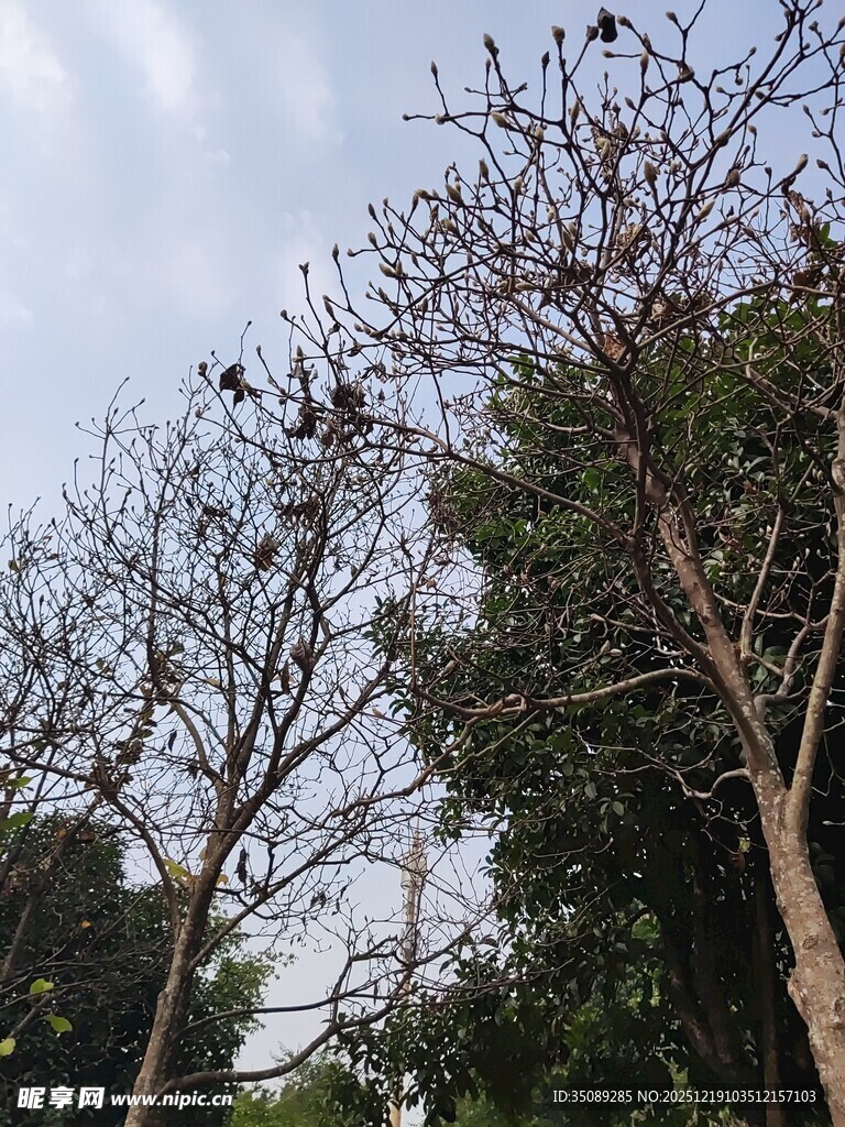 冬日枯树与繁茂树木相映