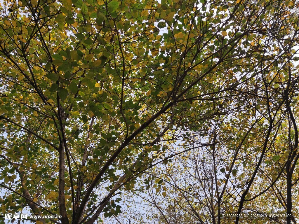 秋日树林枝叶景观