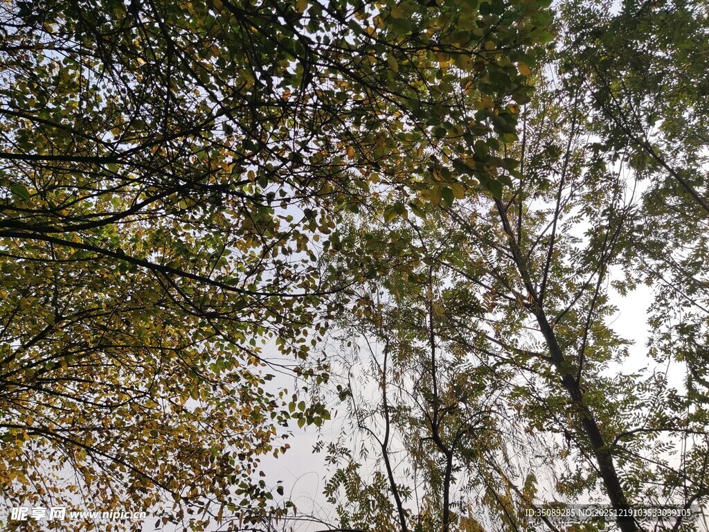 仰视林间繁茂枝叶