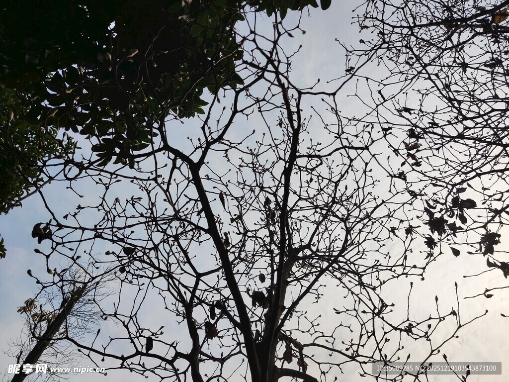 冬日枯树仰视图