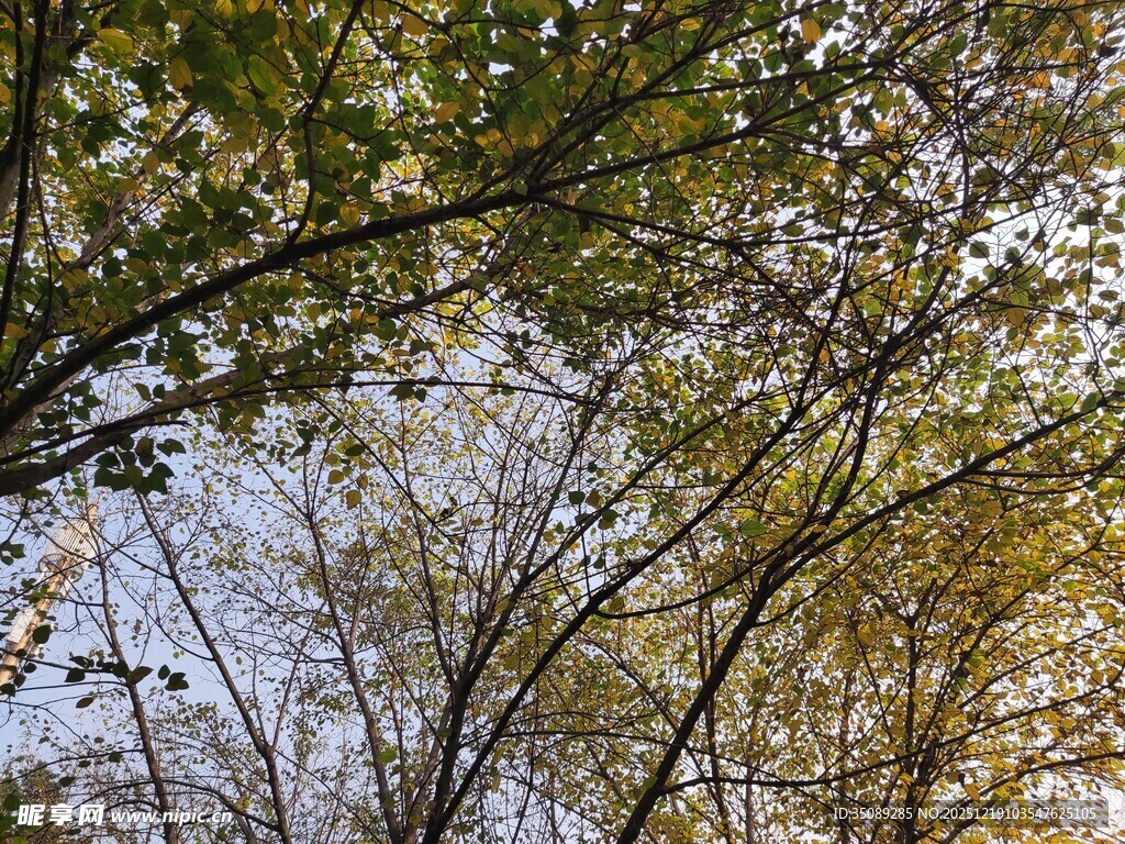 秋日树林枝叶景观