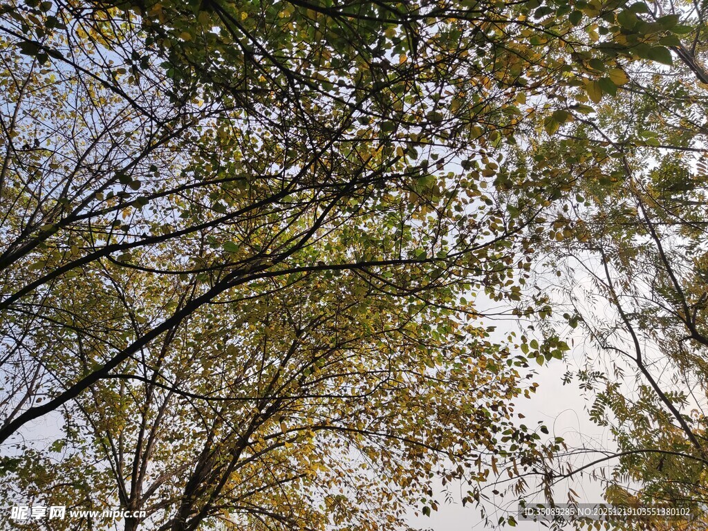 仰视秋日斑驳树冠