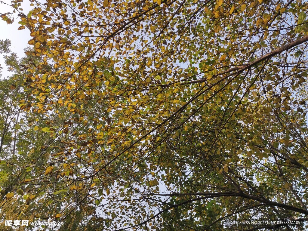秋日树梢斑斓树叶
