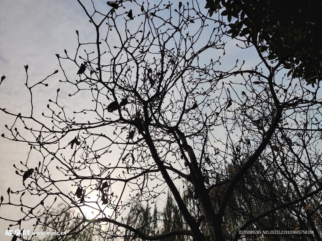 冬日枯树剪影