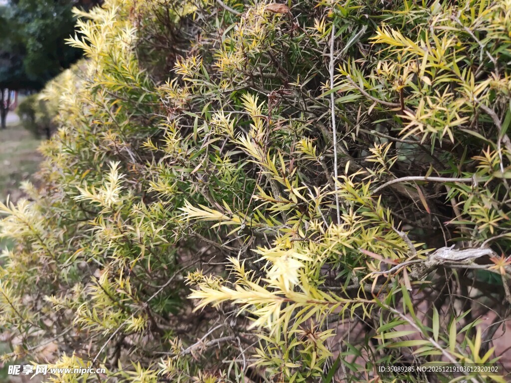 茂密枝叶的绿植景观