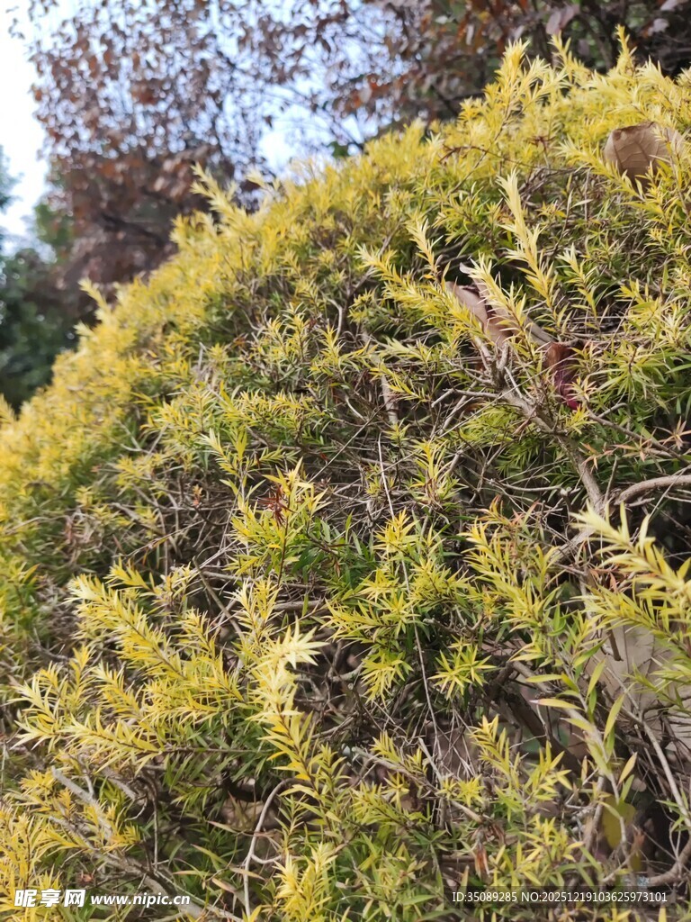 金黄繁茂的植物景观