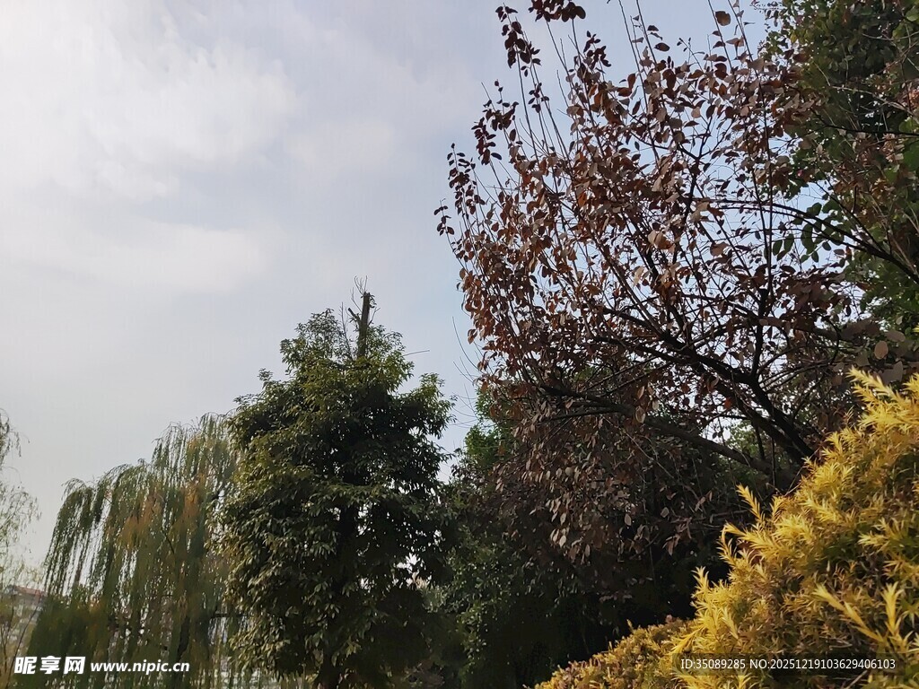 秋日多彩树木景致