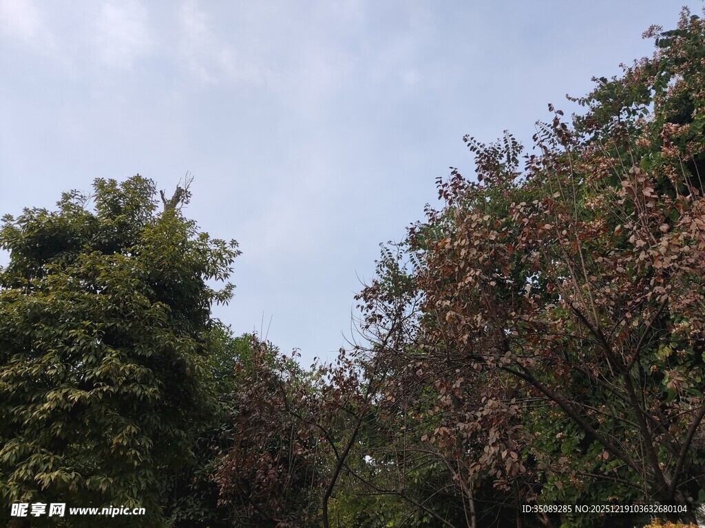 绿树蓝天自然景致