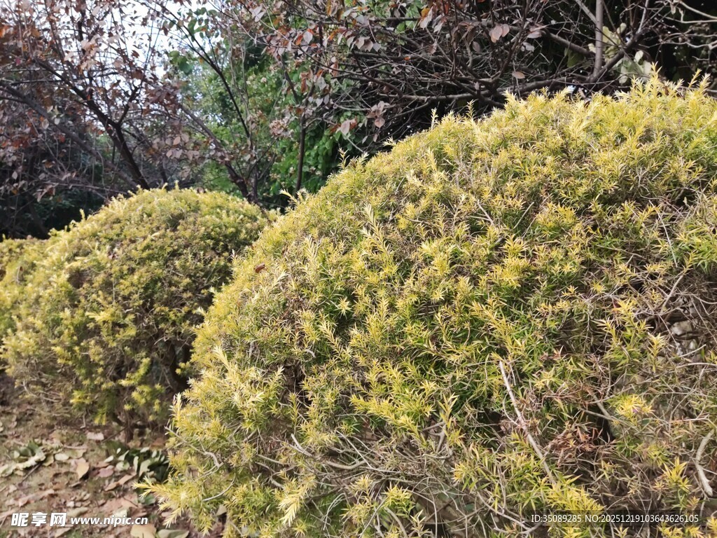 金黄灌木丛景观